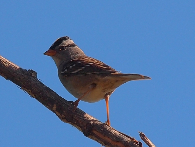 [Small grey bird with white tips on wings, black stripes on its head with one passing through the eye area, and orangish beak and legs.]